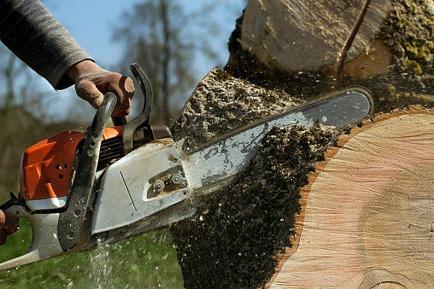 The Steps Involved in Our Tree Care Process in Center Point, NM